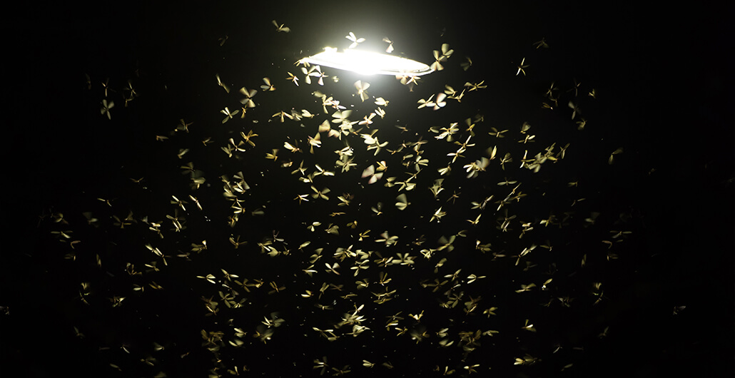 Warum suchen Insekten das Licht - Insekten schwirren um eine Laterne