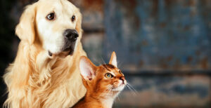 Zecken und Flöhe: Die unliebsamen Mitbringsel unserer Haustiere